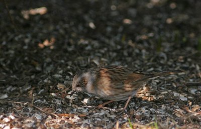 Jrnsparv/Hedge Sparrow