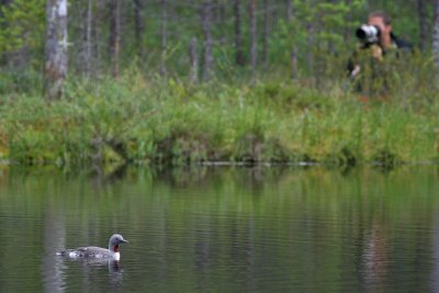 Smålomsfotografen/Red-throated Diver