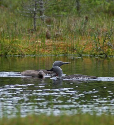Familjelycka/Red-throated Diver Family