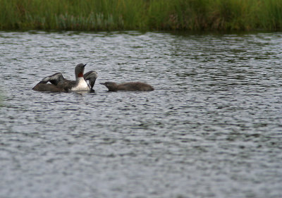 Smålom med två ungar/Red-throated Diver