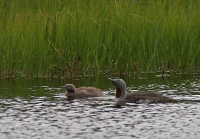 Lomidyll/Red-throated Diver