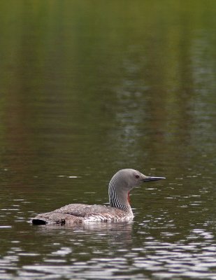 Kvällsro/Red-throated Diver