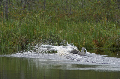 Matdags/Red-throated Diver