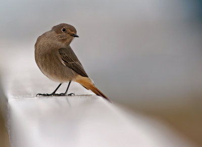 Svart rdstjrt/Black Redstart