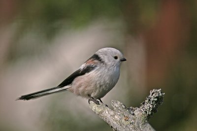Stjrtmes/Long Tailed Tit
