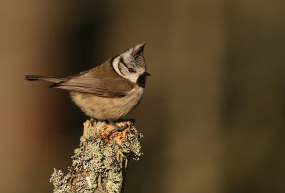 Tofsmes/Crested Tit