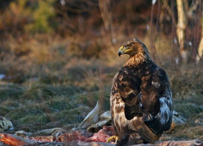Kungsrn/Adult Golden Eagle