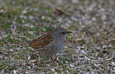 Jrnsparv/Hedge Sparrow