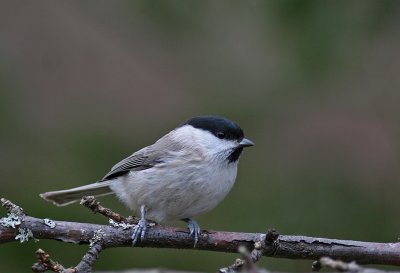 Entita/Marsh Tit