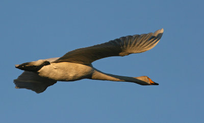 Sngsvan/Whooper Swan