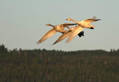 Mot norr!/Whooper Swan