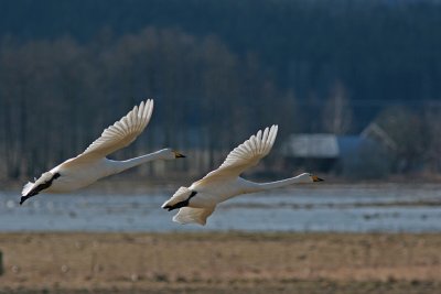 Landande svanar/Whooper Swan