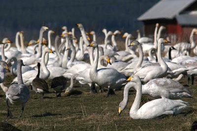 Svanrasten/Whooper Swans
