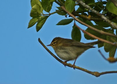 Lvsngare/Willow Warbler