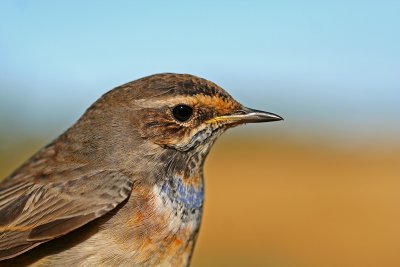 Sparvar mm./Sparrows