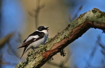 Sjungande halsbandsflug/Collared Flycatcher