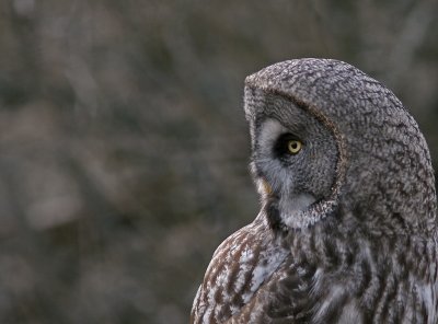 Lappuggla/Gret Grey Owl