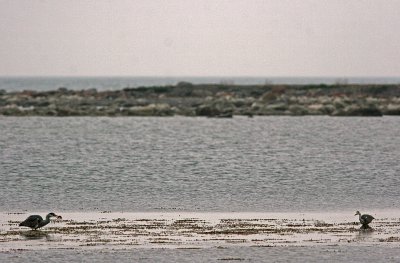 Fiskande hgrar/Herons