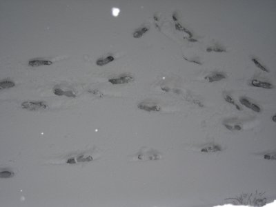 Feb 2009 snow at belmont hill 4