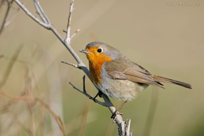 Pettirosso