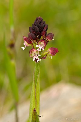 Orchis ustulata