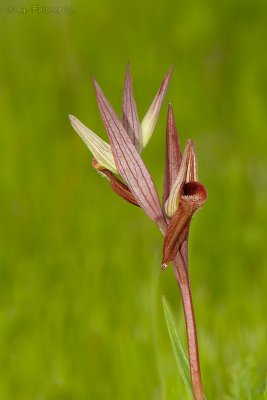 Serapias vomeracea