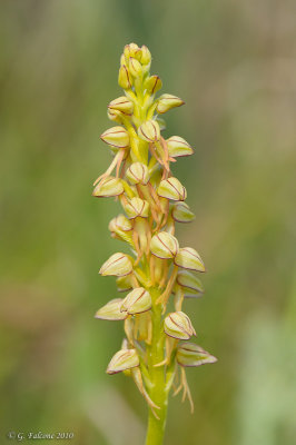 Orchis anthropophora