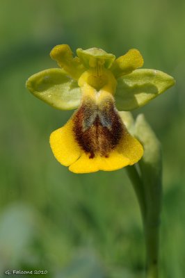 Ophrys lutea