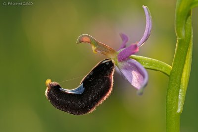 Ophrys bertolonii