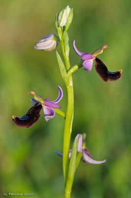 Ophrys bertolonii