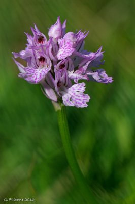 Neotinea tridentata