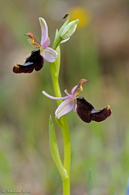 Ophrys bertolonii