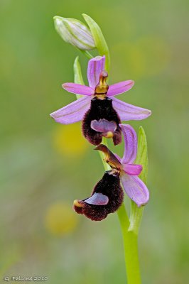 Ophrys bertolonii