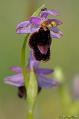 Ophrys bertolonii