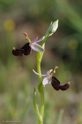 Ophrys bertolonii