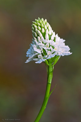 Anacamptis pyramidalis