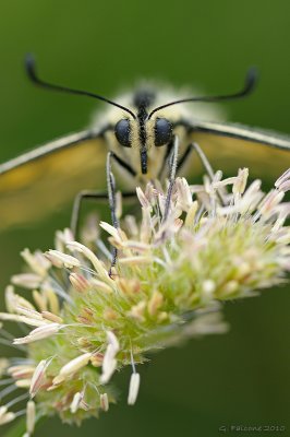 Papilio machaon