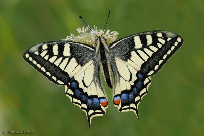 Papilio machaon