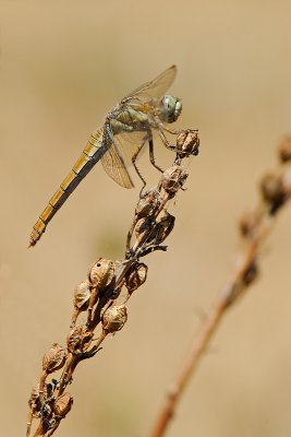 Orthetrum brunneum