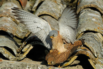 Lesser kestrel