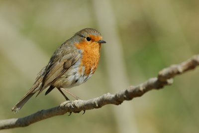 European Robin