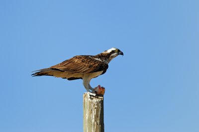 Falco pescatore