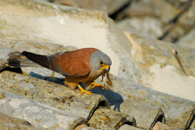 Lesser kestrel