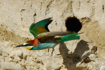 European Bee-eater