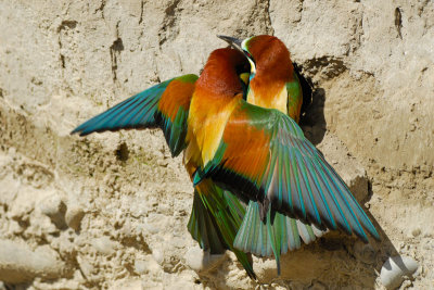 European Bee-eater