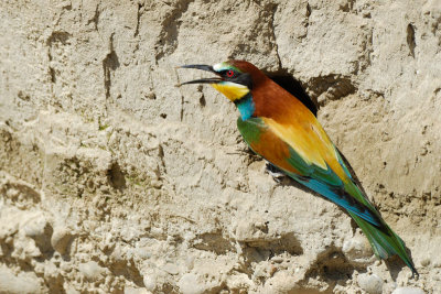 European Bee-eater