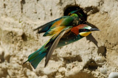 European Bee-eater