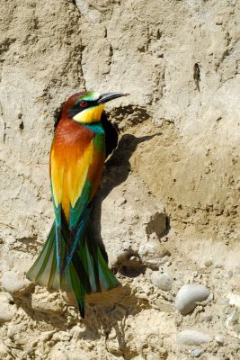 European Bee-eater