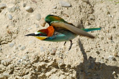 European Bee-eater