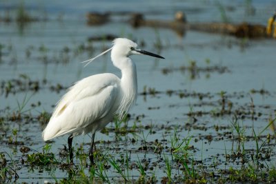 Little Egret
